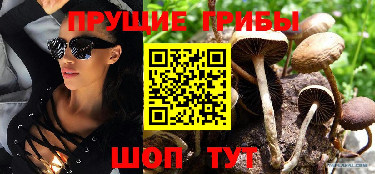 Галлюциногенные грибы Psilocybe Верхняя Салда
